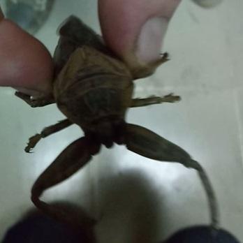 Lethocerus sp.